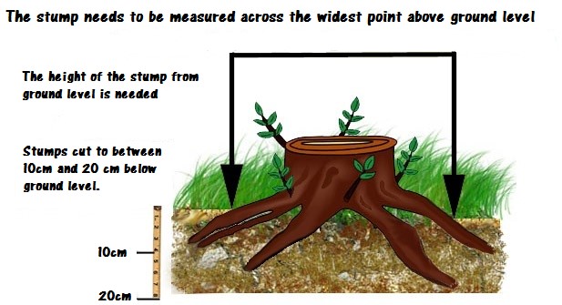 Stump Measure 01