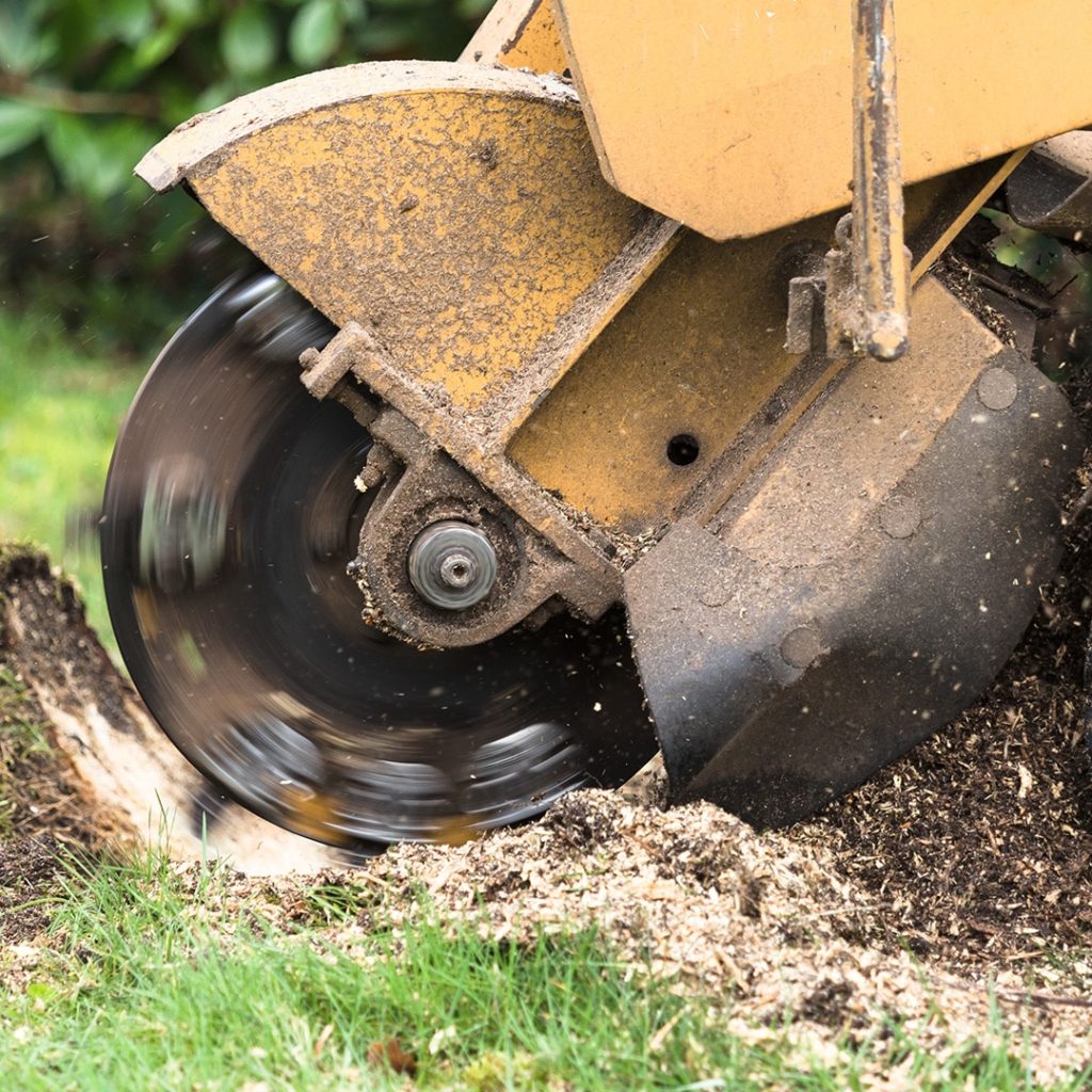 Gallery | Stump Grinding